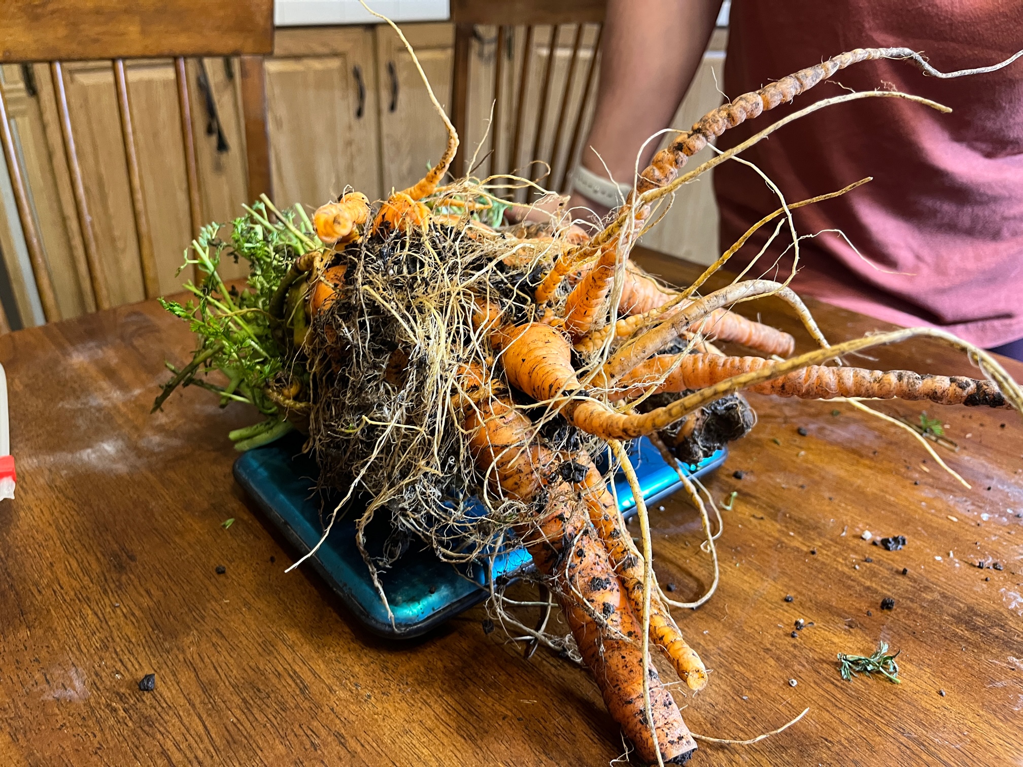 world record carrot eating